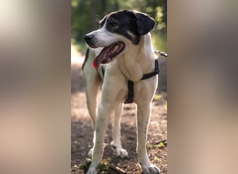 Claude Monet, geb. ca. 02/2021, lebt auf einer Pflegestelle in 52391 Vettweiß