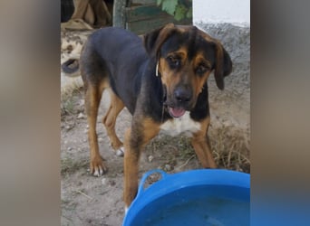 Boris, geb. ca. 06/2019, lebt in GRIECHENLAND, auf einer privaten Pflegestelle