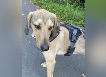 Obi, geb. ca. 12/2023, lebt im Tierheim Ulm, VERMITTLUNSHILFE