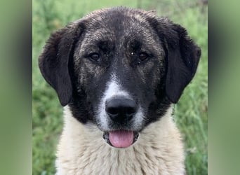 Finja, geb. ca. 05/2020, lebt in GRIECHENLAND, auf einer privaten Pflegestelle