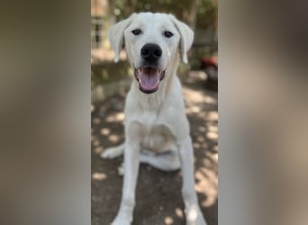 Hasko, geb. ca. 12/2021, lebt in GRIECHENLAND, auf einer privaten Pflegestelle