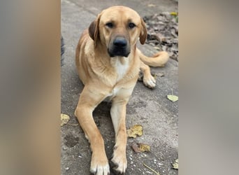 Nobu, geb. ca. 04/2021, lebt in GRIECHENLAND, im städt. Tierheim Serres
