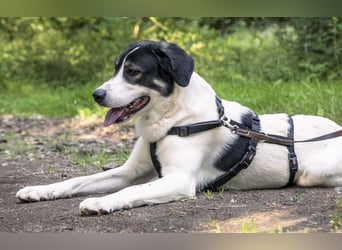 Claude Monet, geb. ca. 02/2021, lebt auf einer Pflegestelle in 52391 Vettweiß