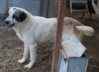 Joni, geb. ca. 11/2021, lebt in GRIECHENLAND, im städt. Tierheim Serres