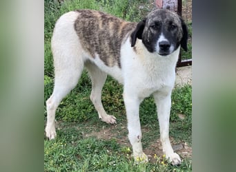 Finja, geb. ca. 05/2020, lebt in GRIECHENLAND, auf einer privaten Pflegestelle