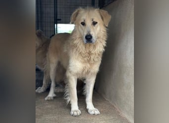 Jako, geb. ca. 09/2023, lebt in GRIECHENLAND, im städt. Tierheim Serres
