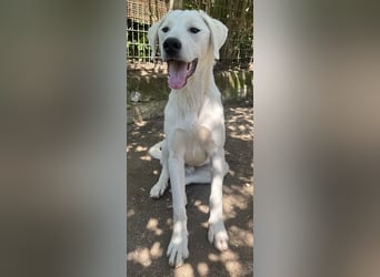 Hasko, geb. ca. 12/2021, lebt in GRIECHENLAND, auf einer privaten Pflegestelle