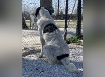 Kniffel, geb. ca. 03/2021, lebt in GRIECHENLAND, im städt. Tierheim Serres