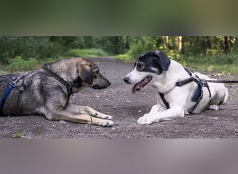Claude Monet, geb. ca. 02/2021, lebt auf einer Pflegestelle in 52391 Vettweiß