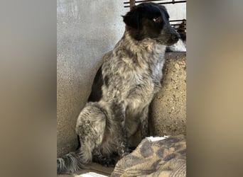 Ashwin, geb. ca. 12/2024, lebt in GRIECHENLAND, auf einem Gelände, Hunde werden notdürftig versorgt