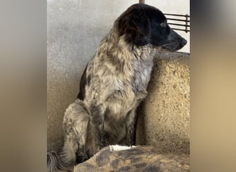 Ashwin, geb. ca. 12/2024, lebt in GRIECHENLAND, auf einem Gelände, Hunde werden notdürftig versorgt