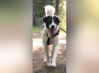 Claude Monet, geb. ca. 02/2021, lebt auf einer Pflegestelle in 52391 Vettweiß