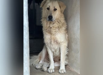 Jako, geb. ca. 09/2023, lebt in GRIECHENLAND, im städt. Tierheim Serres