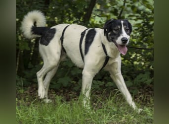 Claude Monet, geb. ca. 02/2021, lebt auf einer Pflegestelle in 52391 Vettweiß