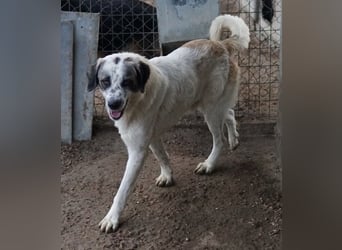 Joni, geb. ca. 11/2021, lebt in GRIECHENLAND, im städt. Tierheim Serres