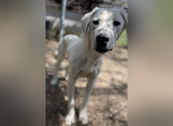 Hasko, geb. ca. 12/2021, lebt in GRIECHENLAND, auf einer privaten Pflegestelle