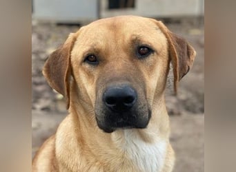 Nobu, geb. ca. 04/2021, lebt in GRIECHENLAND, im städt. Tierheim Serres