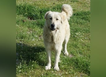Jako, geb. ca. 09/2023, lebt in GRIECHENLAND, im städt. Tierheim Serres