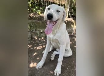 Hasko, geb. ca. 12/2021, lebt in GRIECHENLAND, auf einer privaten Pflegestelle