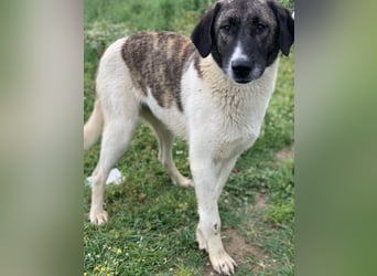 Finja, geb. ca. 05/2020, lebt in GRIECHENLAND, auf einer privaten Pflegestelle