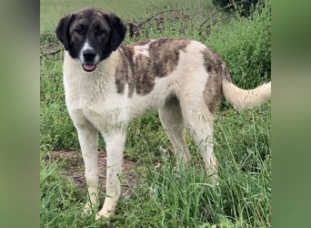 Finja, geb. ca. 05/2020, lebt in GRIECHENLAND, auf einer privaten Pflegestelle