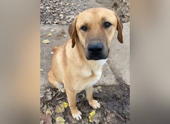 Nobu, geb. ca. 04/2021, lebt in GRIECHENLAND, im städt. Tierheim Serres