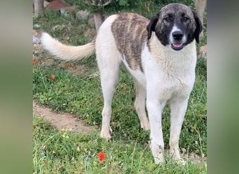 Finja, geb. ca. 05/2020, lebt in GRIECHENLAND, auf einer privaten Pflegestelle