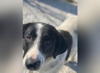 Kniffel, geb. ca. 03/2021, lebt in GRIECHENLAND, im städt. Tierheim Serres