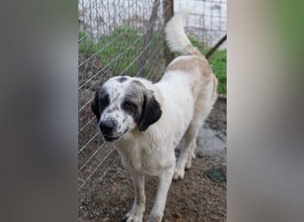 Joni, geb. ca. 11/2021, lebt in GRIECHENLAND, im städt. Tierheim Serres