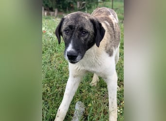 Finja, geb. ca. 05/2020, lebt in GRIECHENLAND, auf einer privaten Pflegestelle