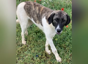 Finja, geb. ca. 05/2020, lebt in GRIECHENLAND, auf einer privaten Pflegestelle