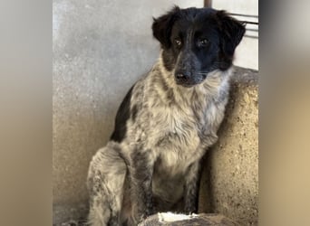 Ashwin, geb. ca. 12/2024, lebt in GRIECHENLAND, auf einem Gelände, Hunde werden notdürftig versorgt