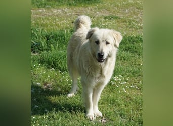 Jako, geb. ca. 09/2023, lebt in GRIECHENLAND, im städt. Tierheim Serres