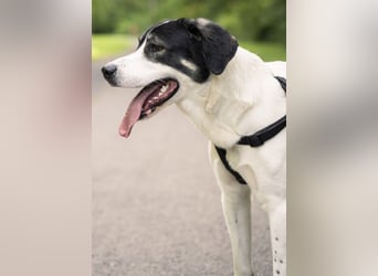 Claude Monet, geb. ca. 02/2021, lebt auf einer Pflegestelle in 52391 Vettweiß