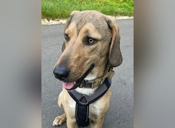 Obi, geb. ca. 12/2023, lebt im Tierheim Ulm, VERMITTLUNSHILFE