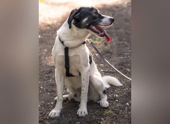 Claude Monet, geb. ca. 02/2021, lebt auf einer Pflegestelle in 52391 Vettweiß