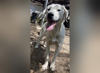 Hasko, geb. ca. 12/2021, lebt in GRIECHENLAND, auf einer privaten Pflegestelle