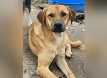 Nobu, geb. ca. 04/2021, lebt in GRIECHENLAND, im städt. Tierheim Serres