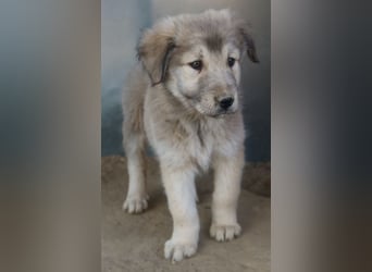 Jako, geb. ca. 09/2023, lebt in GRIECHENLAND, im städt. Tierheim Serres