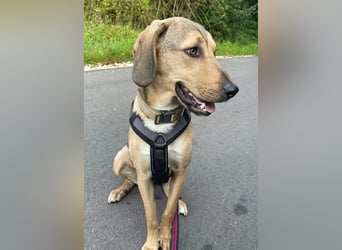 Obi, geb. ca. 12/2023, lebt im Tierheim Ulm, VERMITTLUNSHILFE