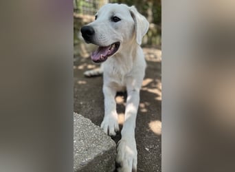 Hasko, geb. ca. 12/2021, lebt in GRIECHENLAND, auf einer privaten Pflegestelle