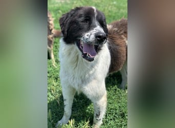 Nitro, geb. ca. 01/2019, lebt in GRIECHENLAND, im städt. Tierheim Serres