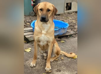 Nobu, geb. ca. 04/2021, lebt in GRIECHENLAND, im städt. Tierheim Serres
