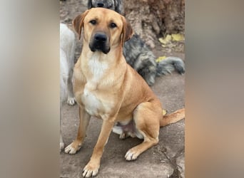 Nobu, geb. ca. 04/2021, lebt in GRIECHENLAND, im städt. Tierheim Serres