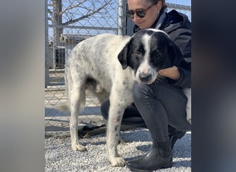 Kniffel, geb. ca. 03/2021, lebt in GRIECHENLAND, im städt. Tierheim Serres