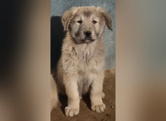 Jako, geb. ca. 09/2023, lebt in GRIECHENLAND, im städt. Tierheim Serres