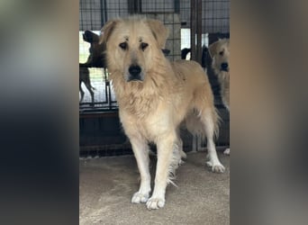 Jako, geb. ca. 09/2023, lebt in GRIECHENLAND, im städt. Tierheim Serres