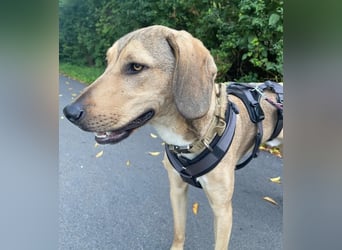 Obi, geb. ca. 12/2023, lebt im Tierheim Ulm, VERMITTLUNSHILFE