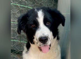 LAMPO - bald auf Pflegestelle in Sachsen