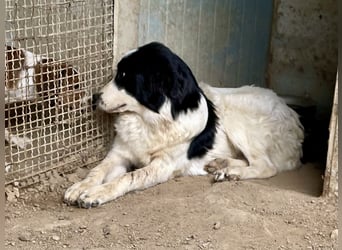 LAMPO - bald auf Pflegestelle in Sachsen